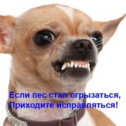 Дрессировка собак с проблемным поведением в Киеве и области 