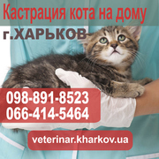 Кастрация кота на дому в Харькове - 550 грн. 