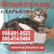 Кастрация кота на дому. Харьков - 550 грн. 